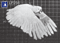 Картичка COCKATOO LP256
