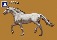 Postcard HORSE SKELETON LP324
